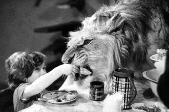 Семья Берберовых и лев Кинг: почему диким животным не место в доме