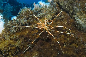Тайна гигантских антарктических пауков: как они размножаются