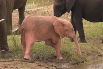 Розовый слонёнок-альбинос: редкая встреча в парке Крюгера