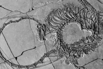 Найдена окаменелость древнего «дракона»: 240 миллионов лет и 32 позвонка в шее