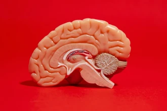 Мифы о мозге: почему мы используем его не на 10% и что правда о полушариях