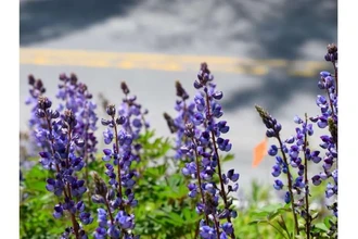 Как ЛЭП и обочины дорог стали убежищем для исчезающего растения