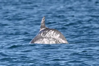 Дельфин с редким окрасом пьебалдизм замечен у побережья Австралии