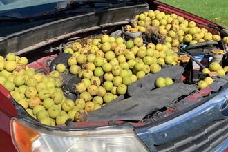 Ореховая скорлупа: неожиданный помощник для чистки и ухода за автомобилем