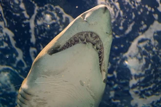 Нападения акул в 2023: почему число смертельных случаев резко выросло