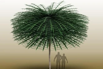 Уникальная находка в Канаде: дерево-призрак возрастом 350 млн лет