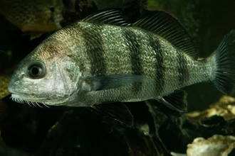 Загадочный гул во Флориде: могут ли рыбы-барабанщики быть причиной шума?