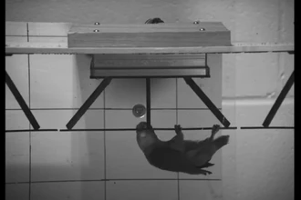 Попугаи раскачиваются клювом как обезьяны: удивительное видео и исследование