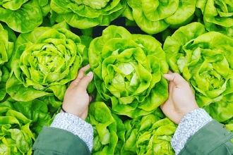 Как шпинат и салат защищают десны: научное открытие о пользе зелени