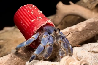 Пластик вместо ракушки: почему раки-отшельники меняют свои панцири на мусор