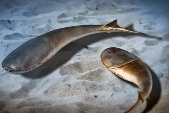 Катастрофа 445 млн лет назад: как вымирание породило первых челюстных рыб