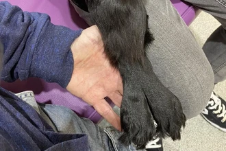 История шестиногой собаки Ариэль: сложная операция и счастливое спасение