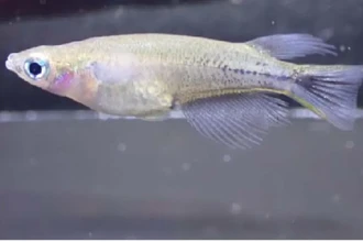 Зачем индонезийские рыбки чернеют: секрет боевой раскраски для конфликтов