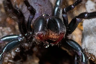 Яд австралийского паука для защиты сердца: готовятся клинические испытания на людях