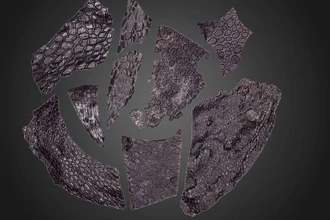 Найдена кожа возрастом 288 млн лет: как выглядел покров древних рептилий?