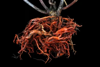 Дрожжи вместо ядовитой лианы: создано новое средство против ожирения