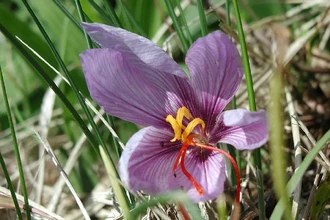 Шафран бьёт ценовые рекорды: килограмм самой дорогой специи стоит уже 1800$