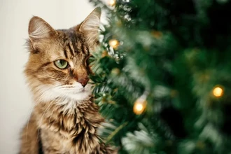 Как уберечь новогоднюю елку от кота: эффективные способы и советы