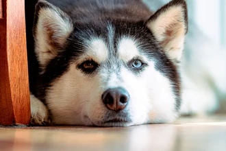 Почему у собак тёмные глаза? Это наше эволюционное предпочтение