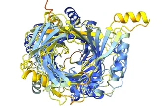 Открыты гены гигантских белков — тайное оружие бактерий-хищников