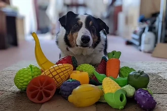 Ваша собака гений? Учёные выявили три главных признака таланта