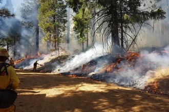 Противопожарный парадокс: как контролируемый огонь спасает лес от катастроф