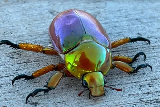 Рождественские жуки Австралии: зачем тысячи людей делают их фото