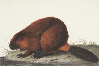 Ученые узнали, что древние люди добывали бобров 400 000 лет назад