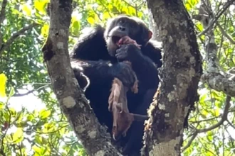 Альфа-шимпанзе против орла: как обезьяна украла добычу и что это значит