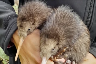 Возле Веллингтона впервые за 150 лет вылупились птенцы киви