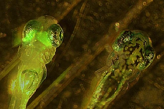 Как мозг защищает себя от визуальной перегрузки: открытие учёных на примере рыб