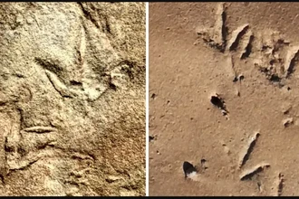 Загадка древних следов: кто оставил птичьи отпечатки за 60 млн лет до птиц