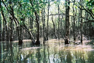 Тропикализация океана: как морские виды бегут от глобального потепления