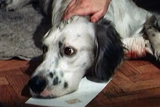 Судьба пса Степки: история актера, который сыграл Бима и не пережил предательства