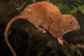 Учёные впервые засняли неуловимую гигантскую крысу с Соломоновых островов