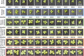 Бактерии сделали лунный грунт плодородным: прорыв китайских учёных