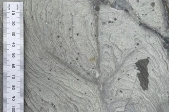 Найдены древнейшие следы птиц в Австралии возрастом 120 миллионов лет