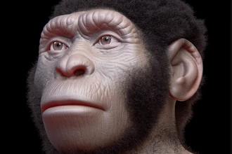 Учёные опровергают: Homo naledi не хоронил умерших и не рисовал в пещерах