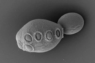 Ученые создали дрожжи с геномом на 50% из синтетической ДНК