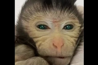 В Китае родилась уникальная обезьяна-химера со светящимися глазами и пальцами