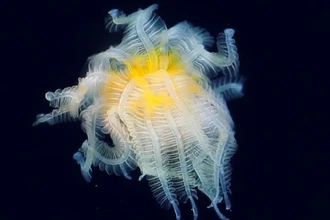 Морские личинки-паразиты сцепились хвостами, открыв новый вид червей