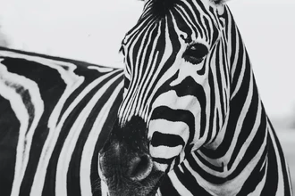 Теория Алана Тьюринга раскрывает тайну полос зебры и пятен леопарда