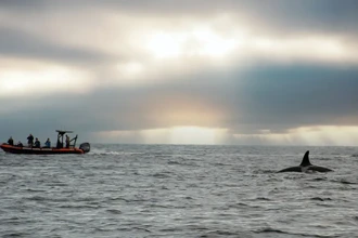 Стая косаток атаковала и потопила яхту в Гибралтарском проливе за 45 минут