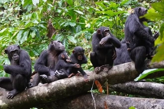 Как шимпанзе используют высоту для разведки и тактического превосходства над врагами