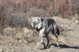 Волки-амфибии: как хищники Аляски освоили охоту на тюленей и выдр