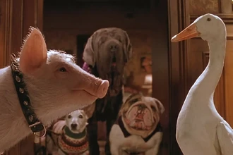 Эмоции животных: что на самом деле чувствуют наши питомцы?