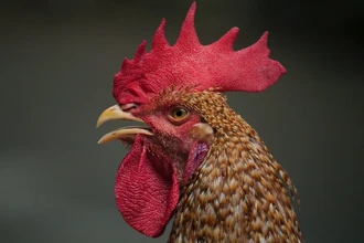 Петухи проходят зеркальный тест: узнают ли птицы своё отражение?