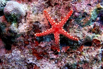 Как математическая модель помогает защитить кораллы от морских звёзд