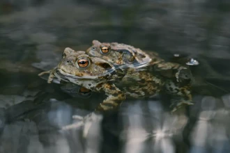 Как лягушки избегают брачных домогательств: хитрости самок в пруду