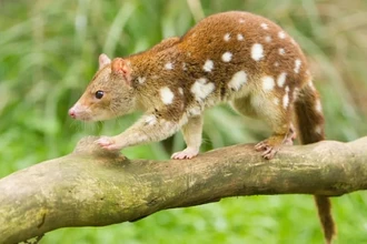 Пятнистый кволл: легендарный хищник найден спустя 130 лет